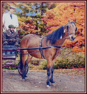 horse